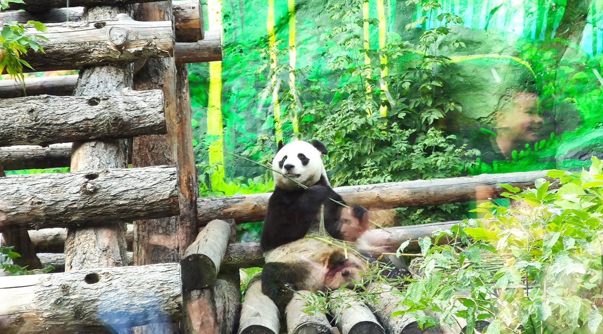 Московский зоопарк, панда