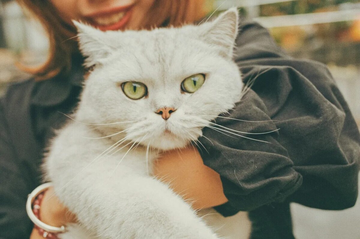 Кошки разных пород по месяцам